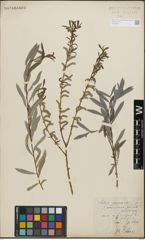 Foto von Salix purpurea L.